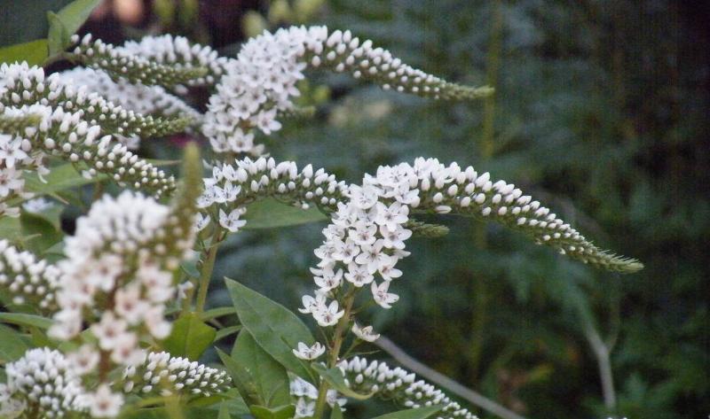 Gooseneck loosestrife plants.