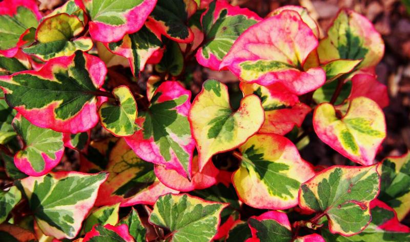 Pink and green chameleon plant leaves.