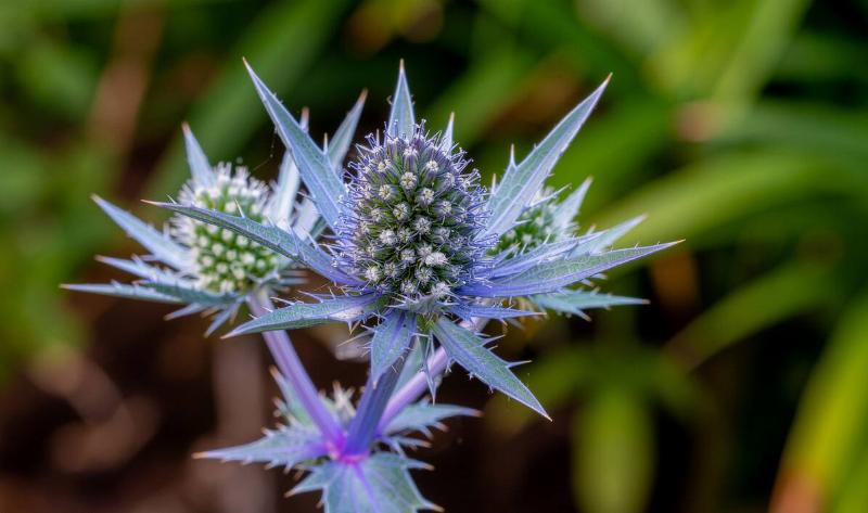 A sea holly flower.