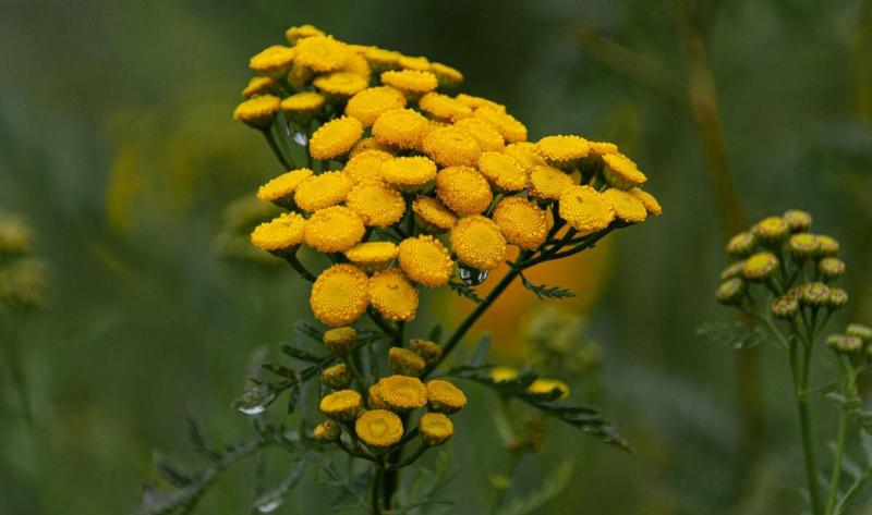 A tansy flower.