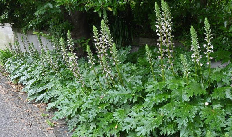 A row of Bear's breeches plants.