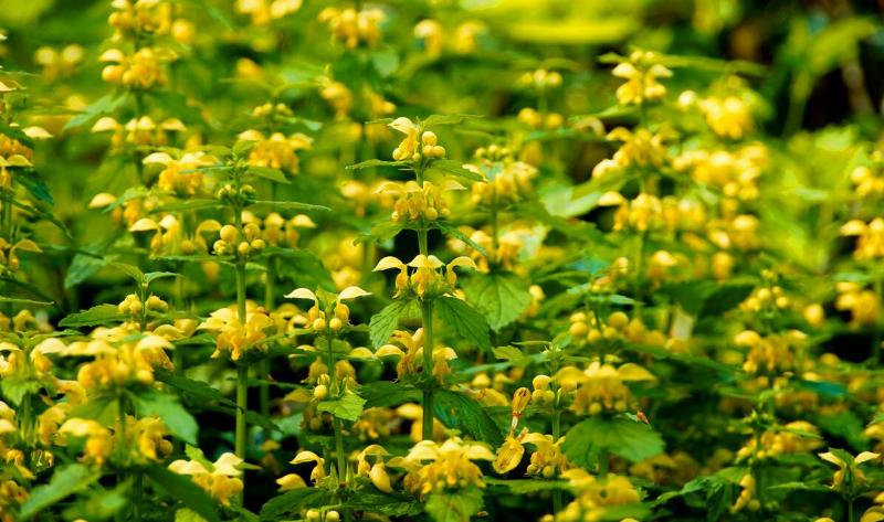 Yellow archangel flowers.