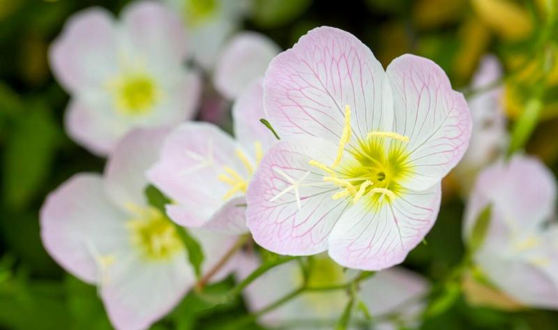A Mexican Evening Primrose flower.