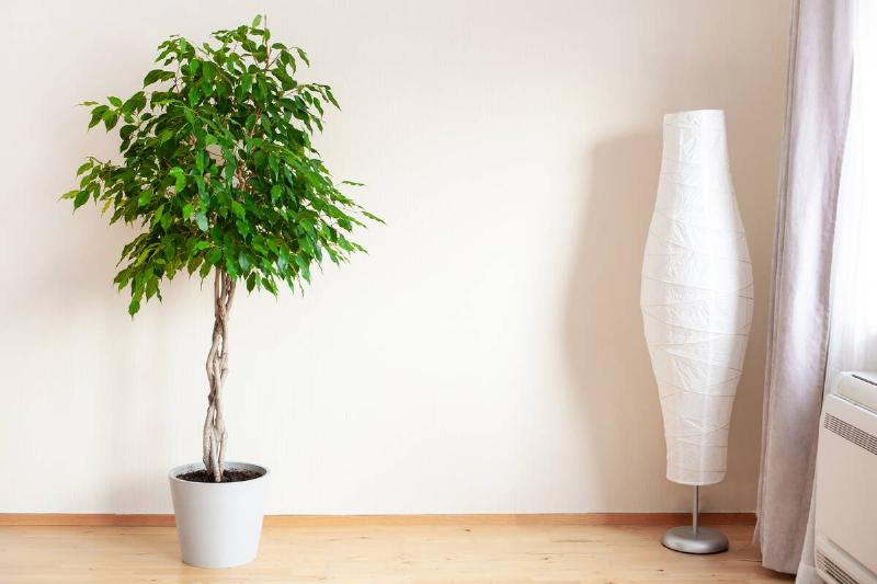 ficus benjamina large green houseplant with long braided stem