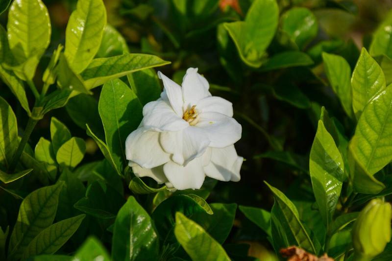 gardenia-jasminoides-cape-jasmine-foliage-and-fl-2026-01-09-14-45-58-utc