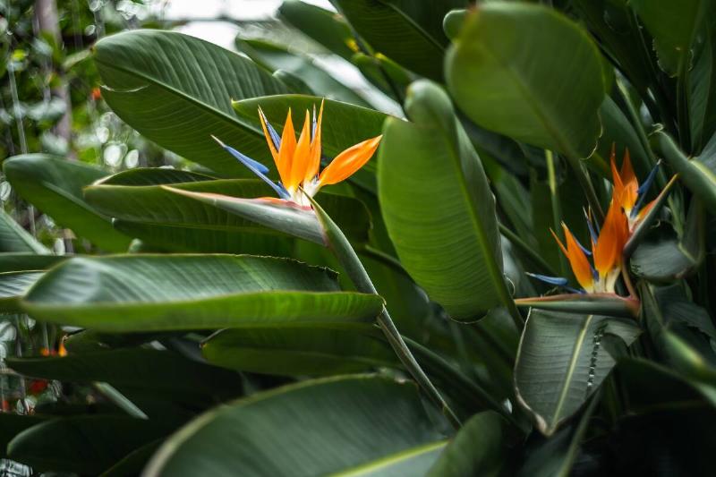 A bird of paradise flower among large fronds.