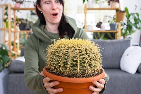 Large echinocactus Gruzoni in hands of surprised and funny emotions woman in interior of green house with shelving collections of domestic plants. Home crop production, admiring a cactus in a pot