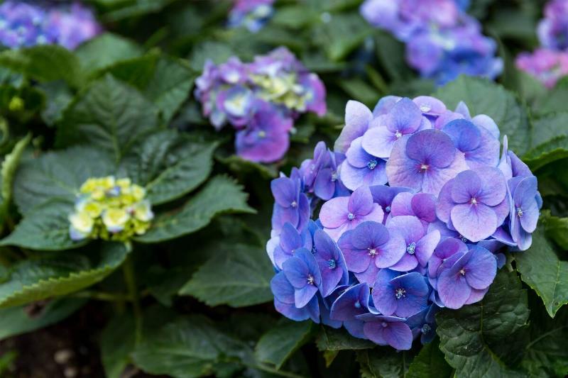 Purple Hydrangea flower