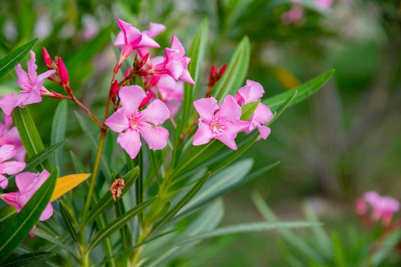 Best pink oleander flowers, Nerium oleander, bloomed in spring. Shrub small tree poisonous plant for medicine pharmacology.