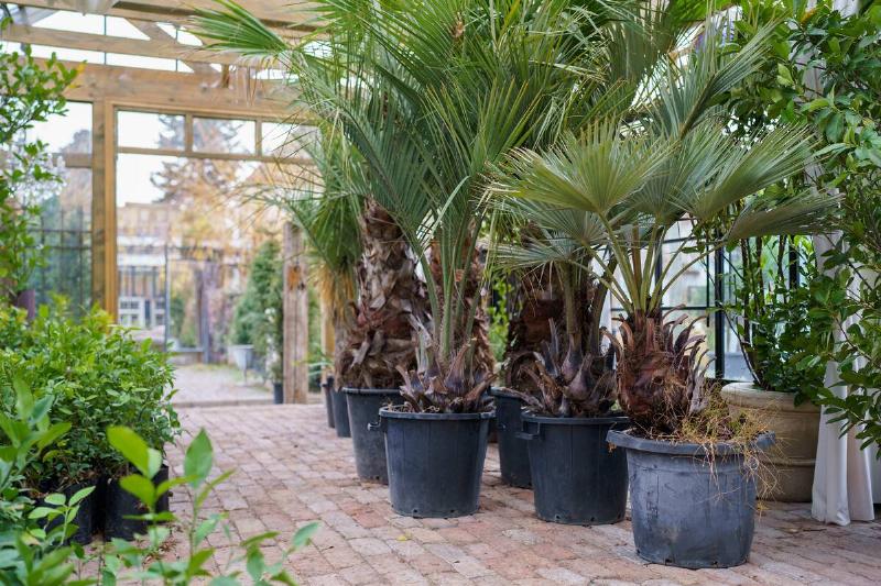 Orangery room with exotic plants growing in large pots under wooden frame with transparent walls. Greenhouse with palm trees Trachycarpus grown for cultivation in plastic buckets located on ground