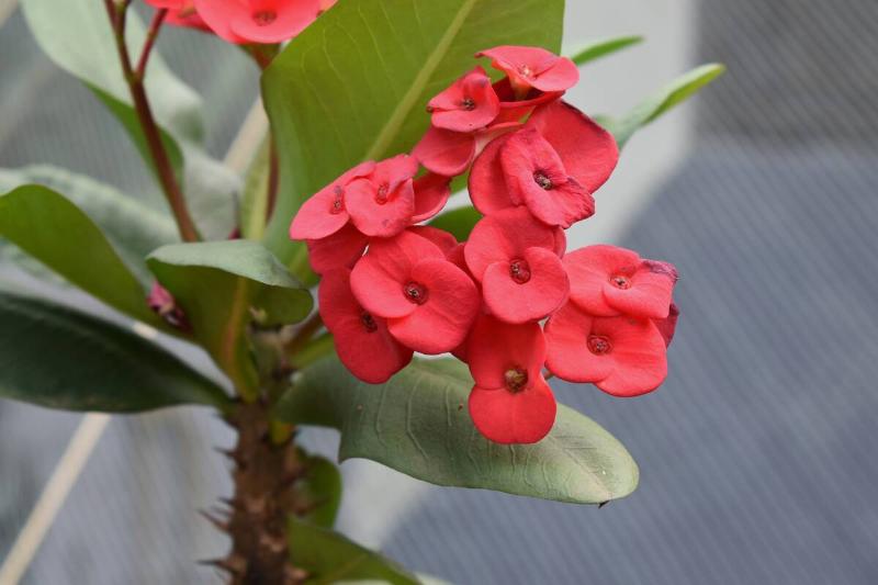 A closeup shot of beautiful crown-of-thorns plant flowers in blossom