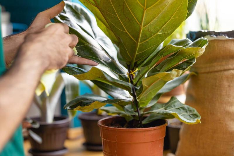 An unrecognizable Caucasian man is cleaning the leaves of a fiddle leaf fig with a microfiber cloth at home.
