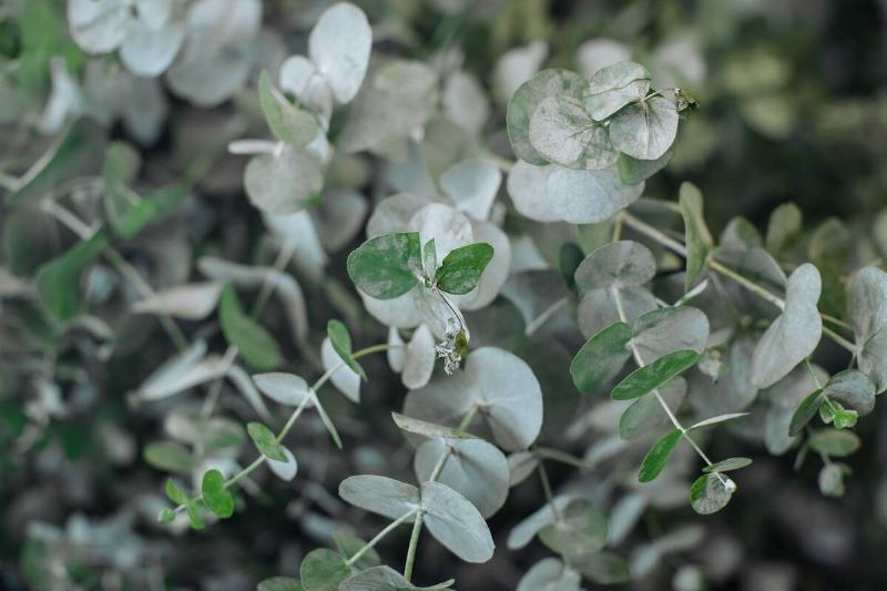 Eucalyptus cinerea branches with distinctive silvery-green leaves, perfect for floral arrangements and botanical decor