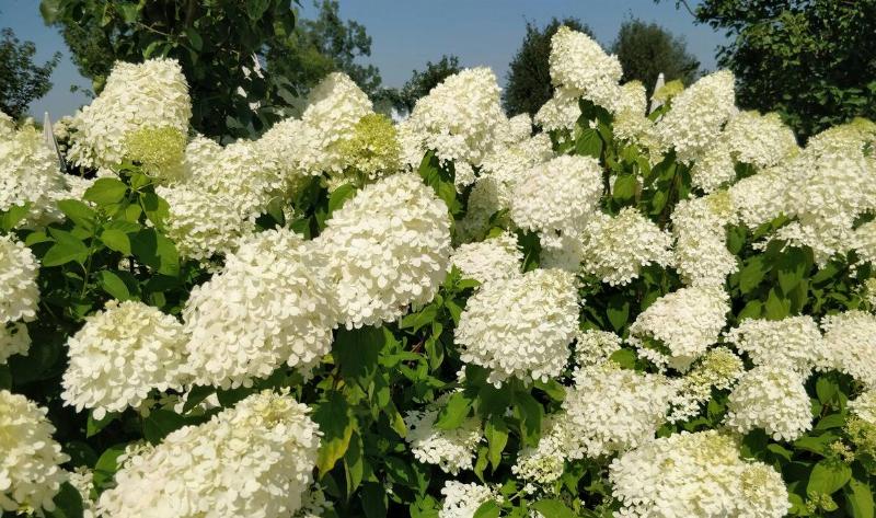 A Panicle Hydrangea plant.