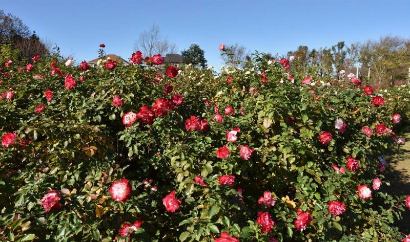 A large rose bush.