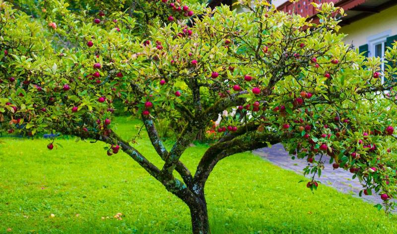 An apple tree in a yard.