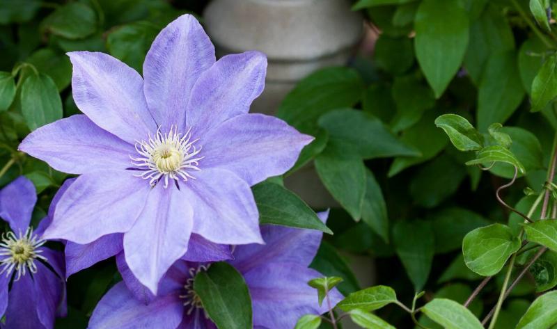A clematis flower.