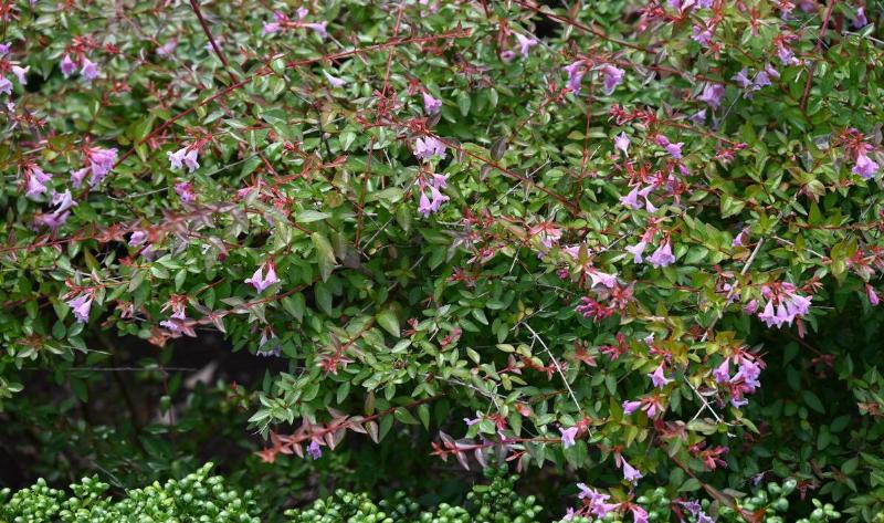 An abelia bush.