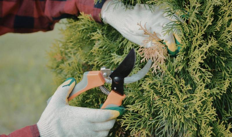 A person trimming a bit of dead pine needles.