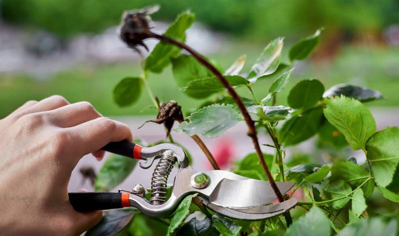 A person pruning a dead flower.