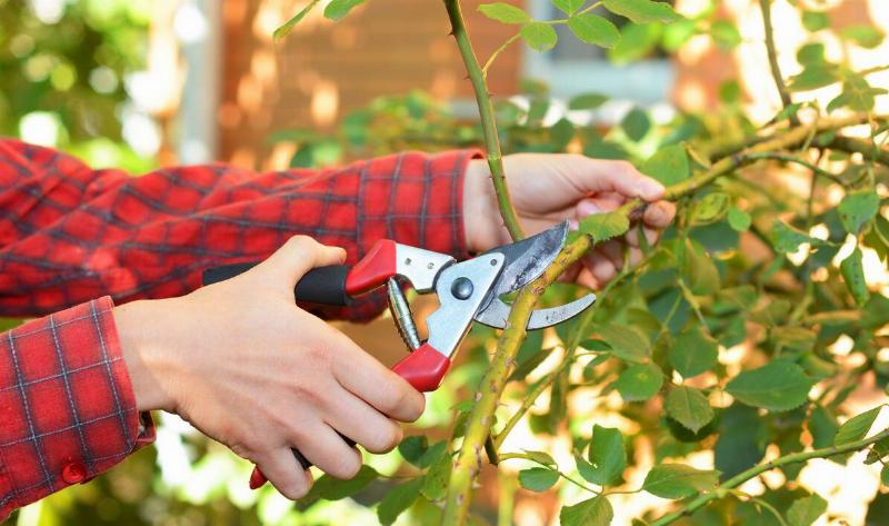 Someone pruning a bush.