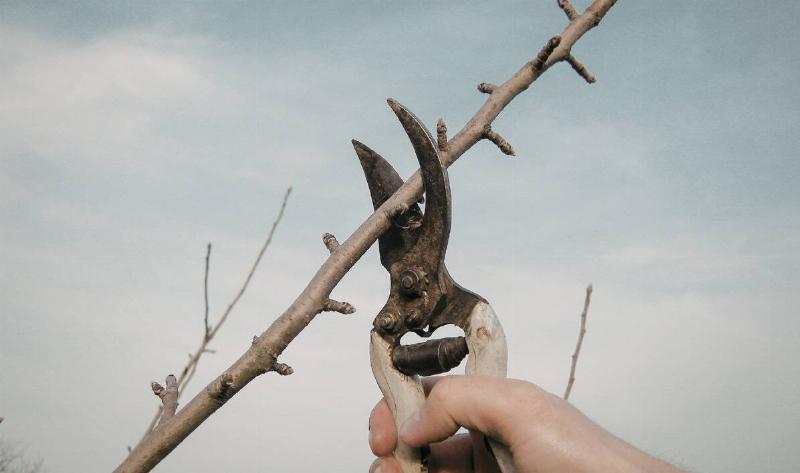 A pair of pruning sheers clipping a large, dead branch.