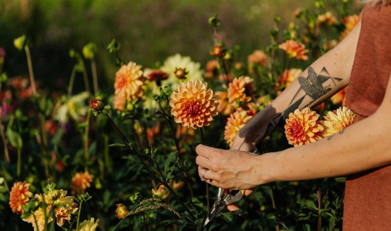 Someone pruning a flower off a bush.