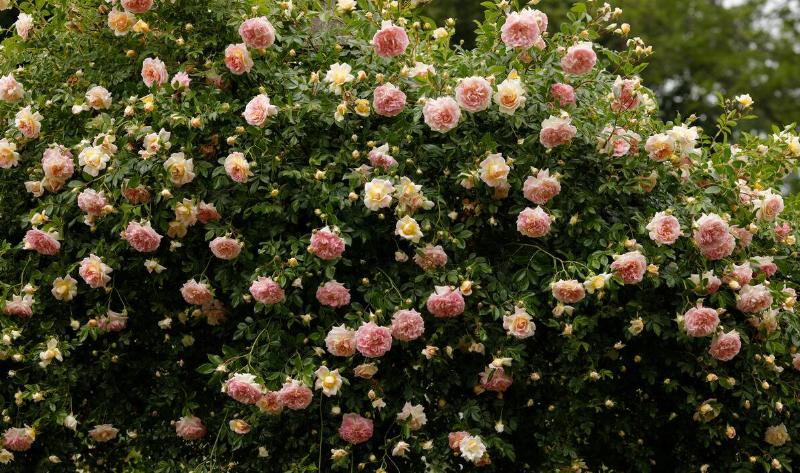 A large rose bush.