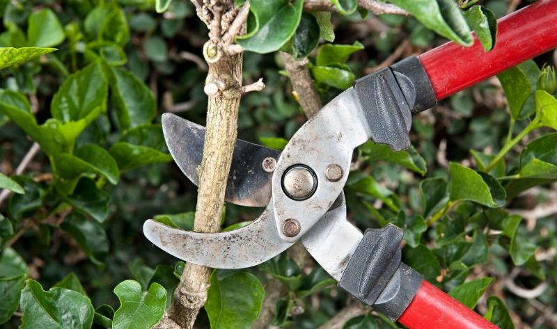 A close photo of pruning sheers.