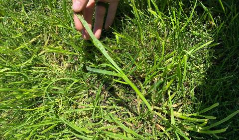 A person showing off a strand of quackgrass.