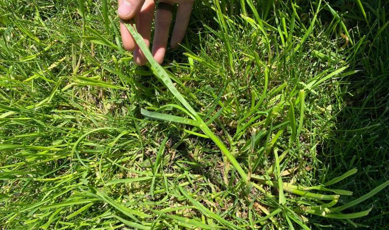 A person showing off a strand of quackgrass.