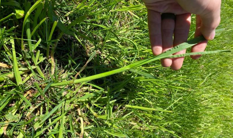 A person showing off a strand of quackgrass.