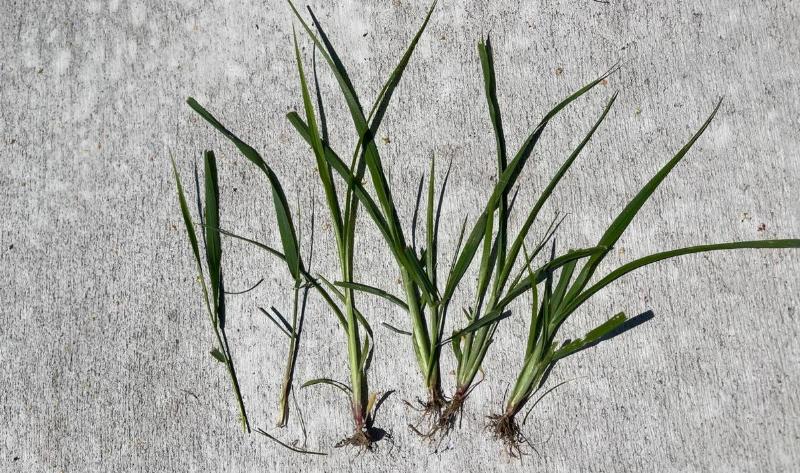 Multiple pulled strands of quackgrass.