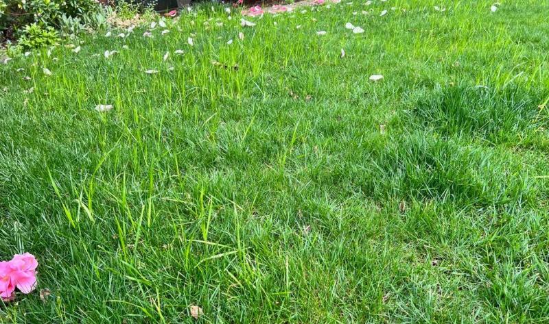 A lawn with quackgrass in it.