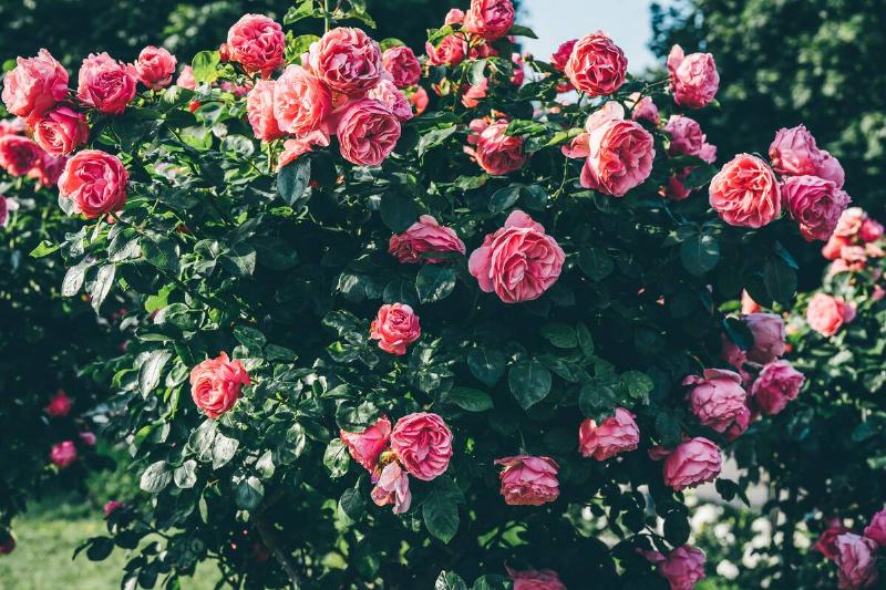 Beautiful roses bush in a Vienna park. Summer floral background