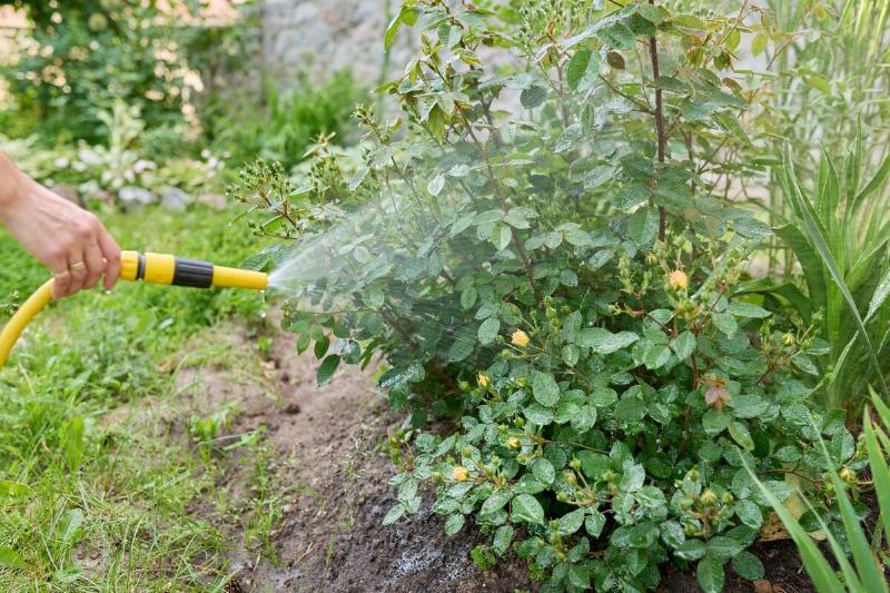 Close-up of hand with hose watering rose bush in flower bed. Spring summer seasonal work in garden, caring for plants and flowers in backyard. Hobby, lifestyle, care, landscaping, gardening concept