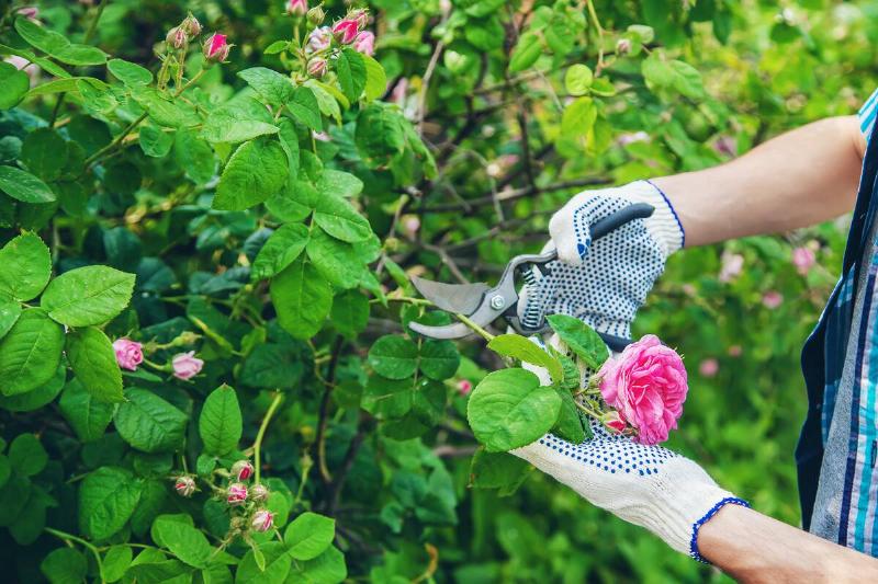gardener man pruning tea rose shears. selective focus. nature.