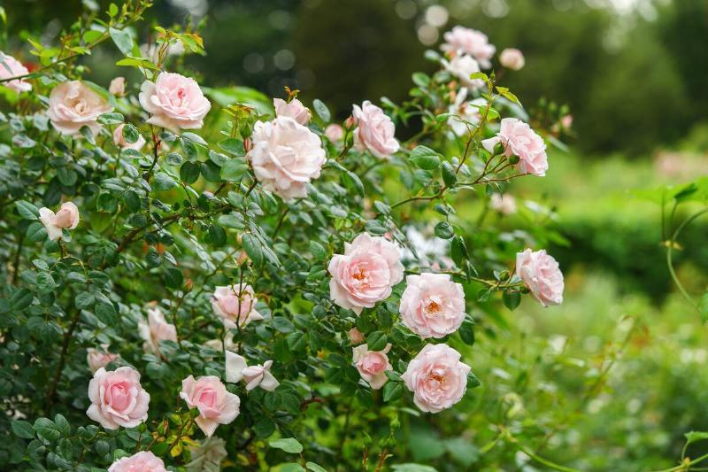Bush of delicate pink roses in full bloom growing in summer garden. Romantic floral background with natural light, decorative flowers and green foliage. Spring and nature, gardening, plant breeding.