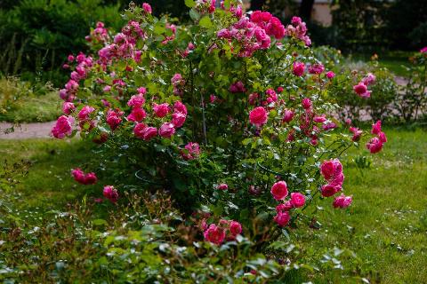 A pink rose bush in a garden.