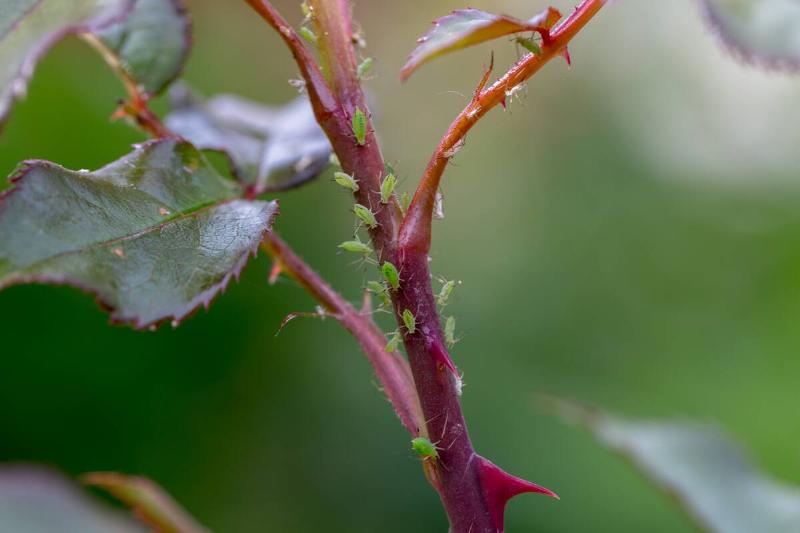 aphid on a rose, a parasite on a young shoot of a rose. High quality photo