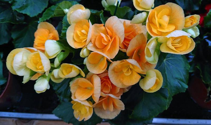 A patch of yellow/orange begonias.