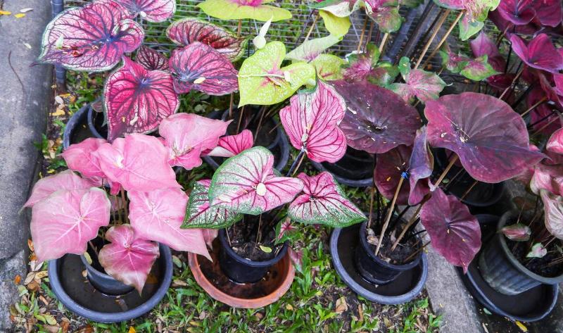A variety of potted caladium plants.