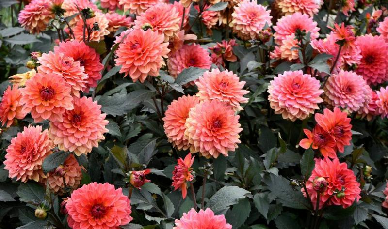 A bush of pink dahlias.