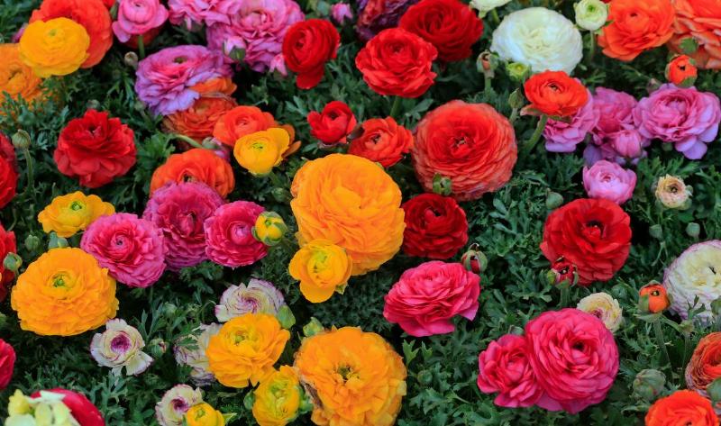 A patch of multi-colored Ranunculus.