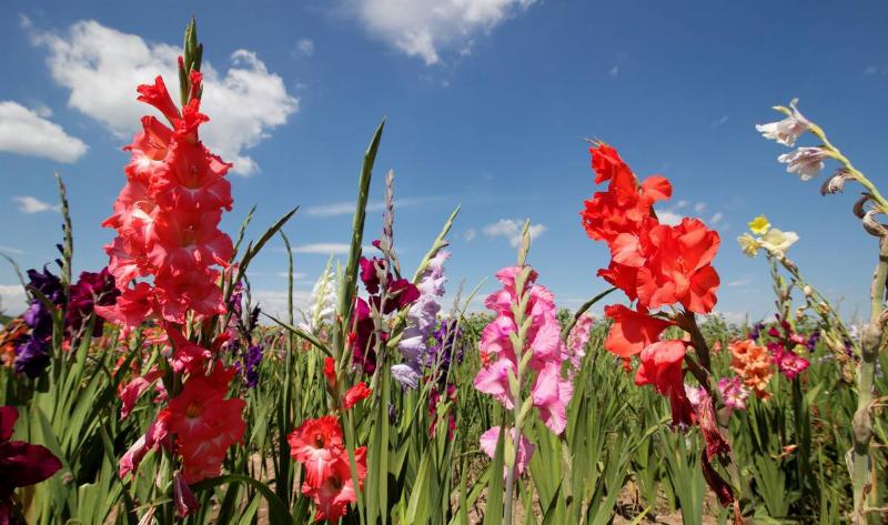 Some Gladiolus against a blue sky.