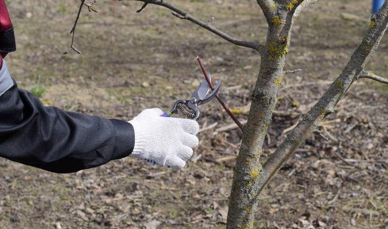 A person pruning a small branch.