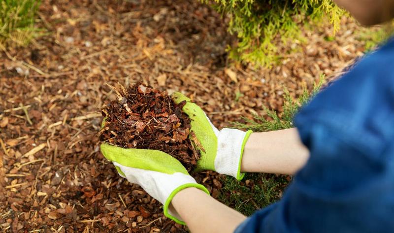 A person holding a handful of mulch.