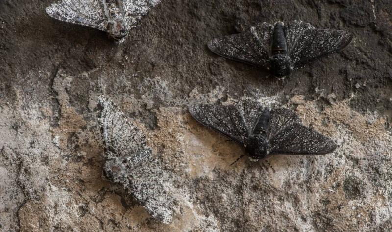 Moths on a rocky service.