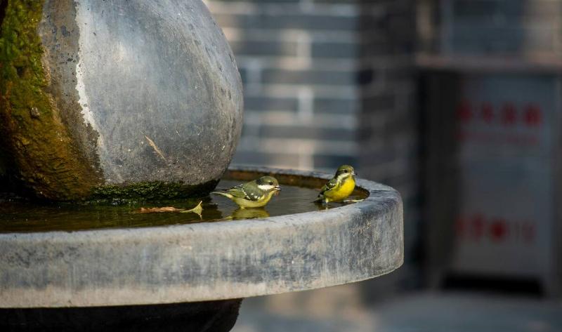 Two birds in a birdbath.