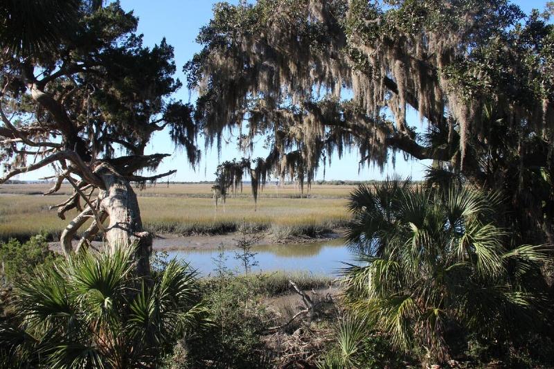 Saltwater marsh, live oaks, palmetto, Cumberland Island, Georgia.